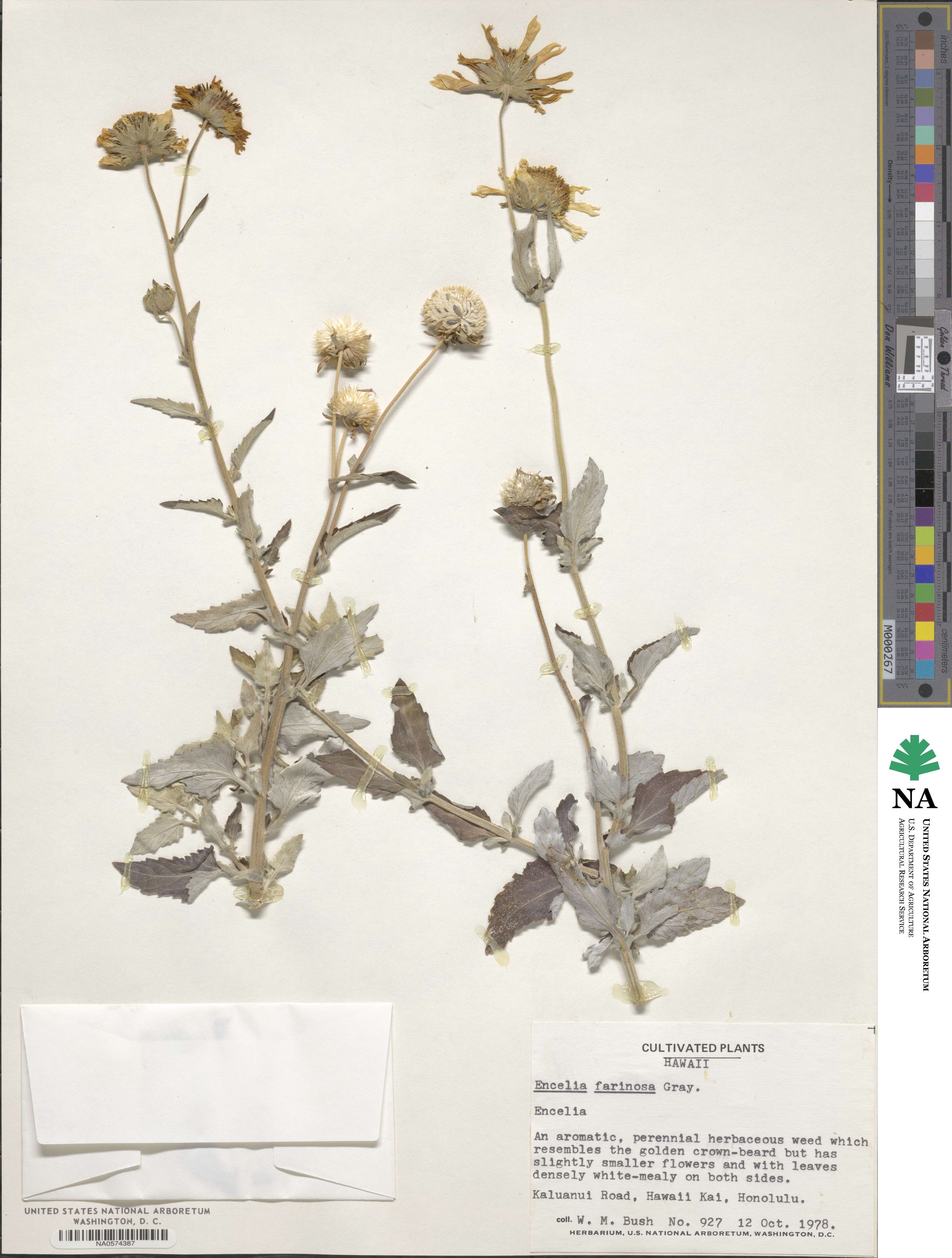 Encelia farinosa image