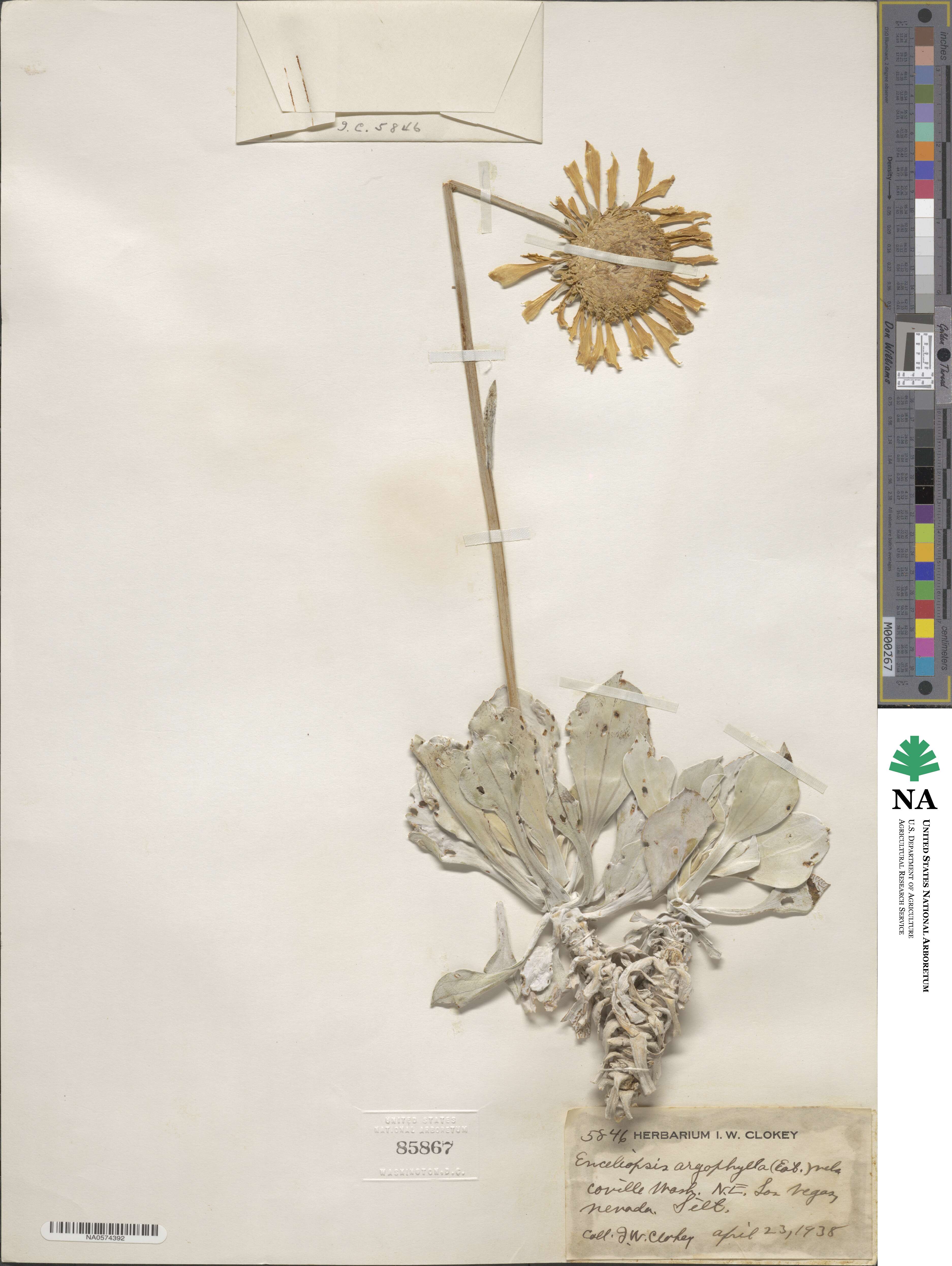 Enceliopsis argophylla image