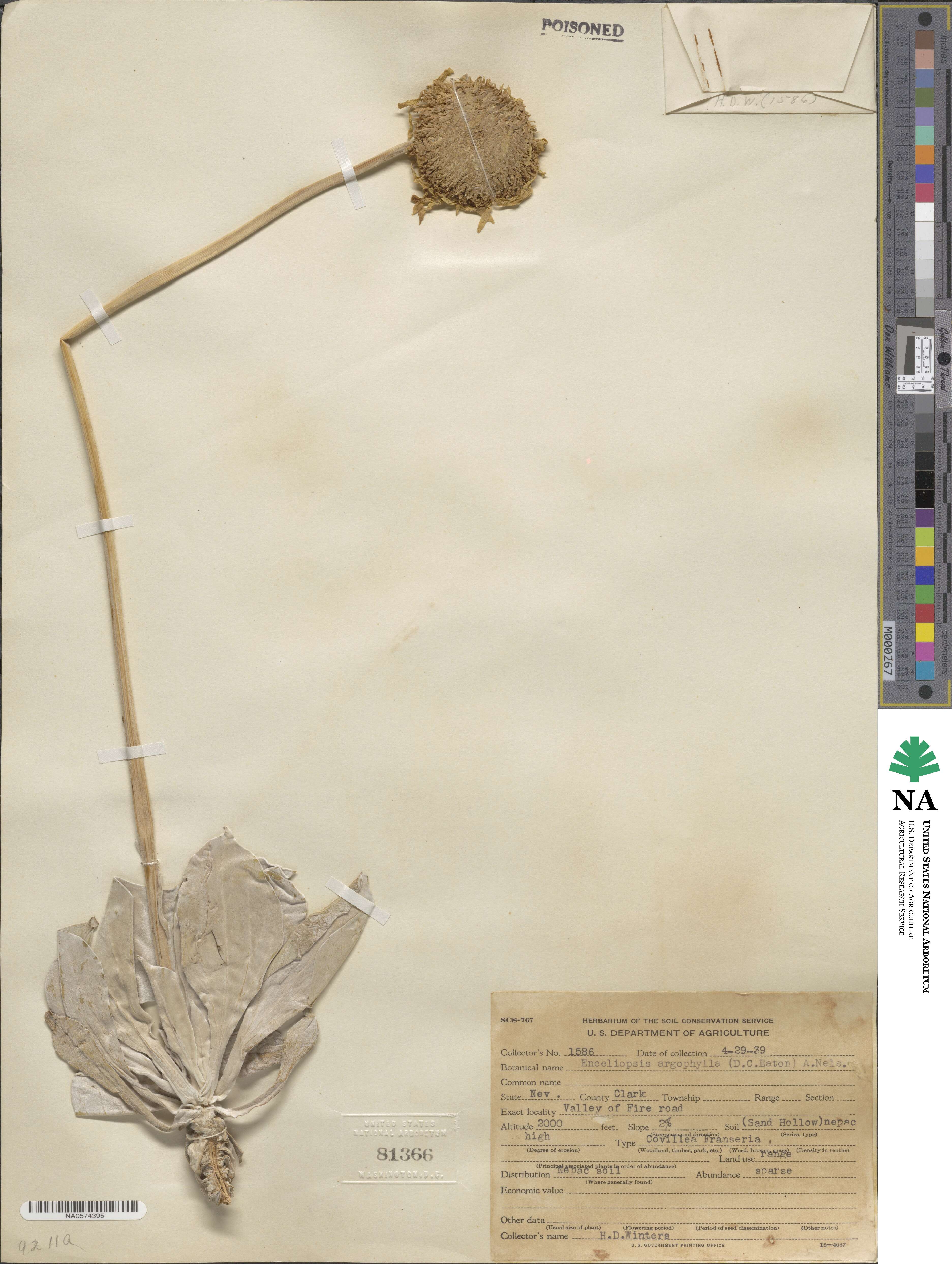 Enceliopsis argophylla image