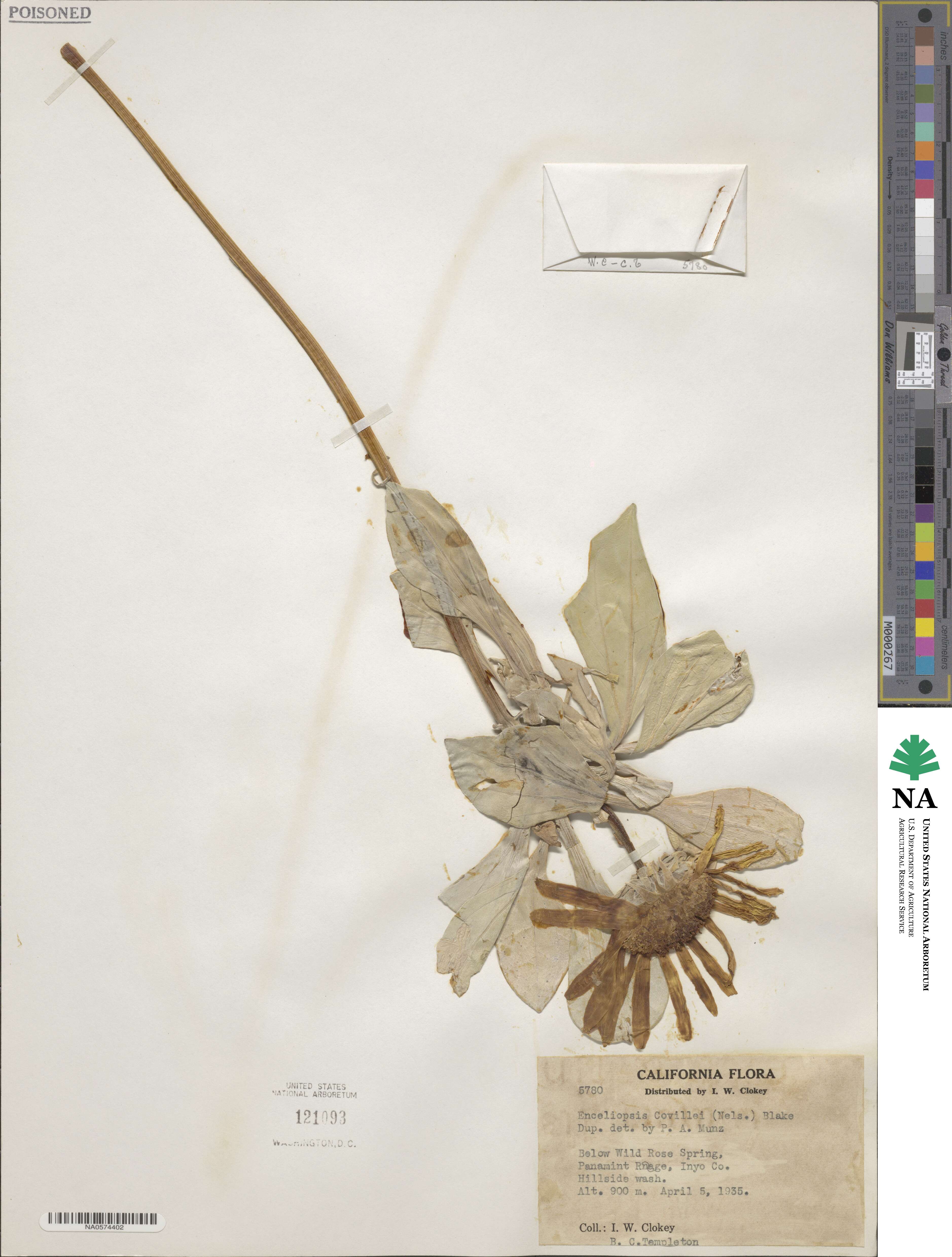 Enceliopsis covillei image
