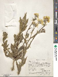 Geraea canescens image