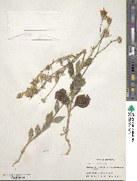 Geraea canescens image