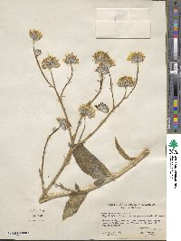 Geraea canescens image