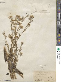 Geraea canescens image