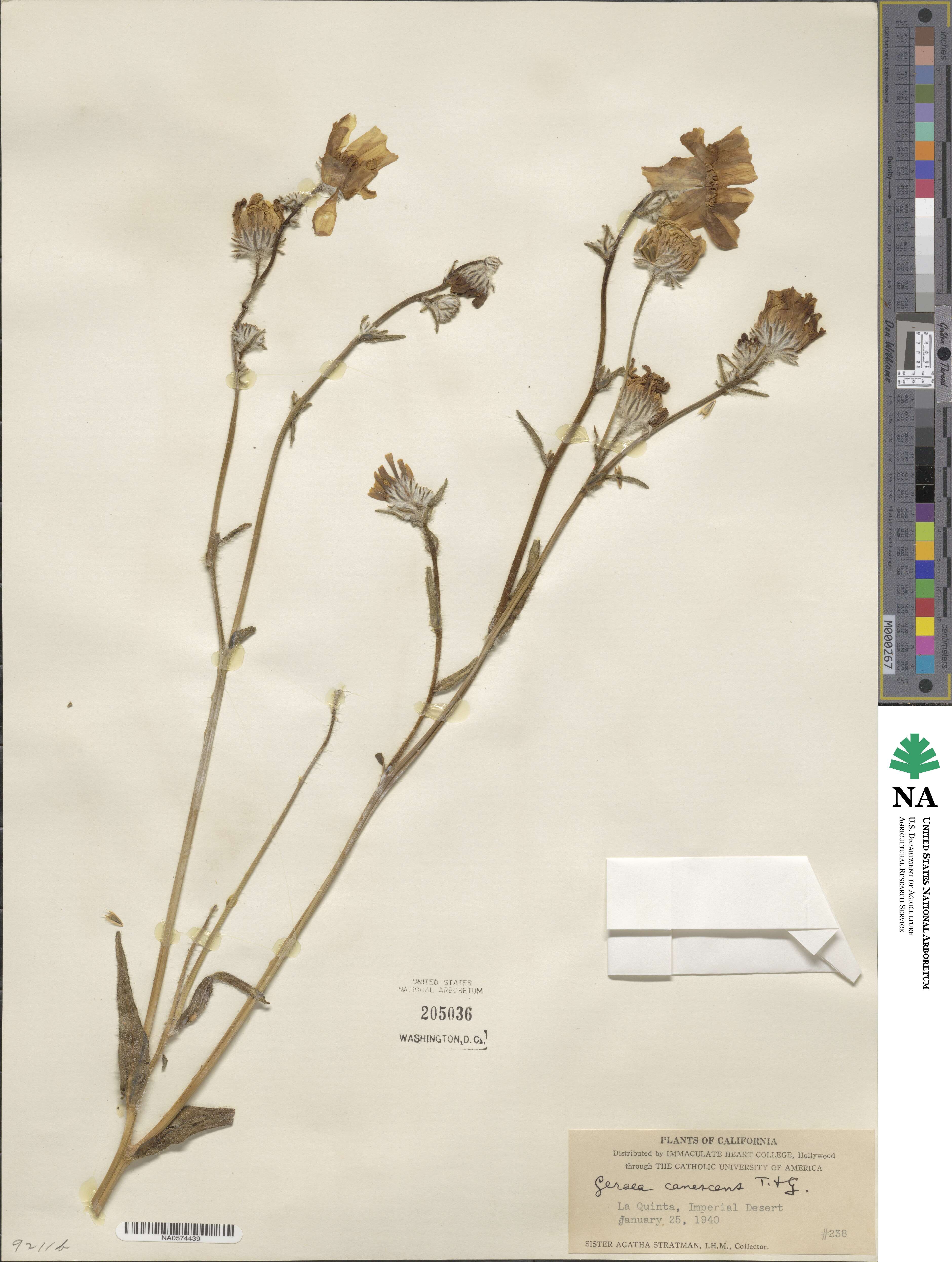 Geraea canescens image