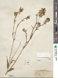 Geraea canescens image