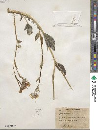 Geraea canescens image