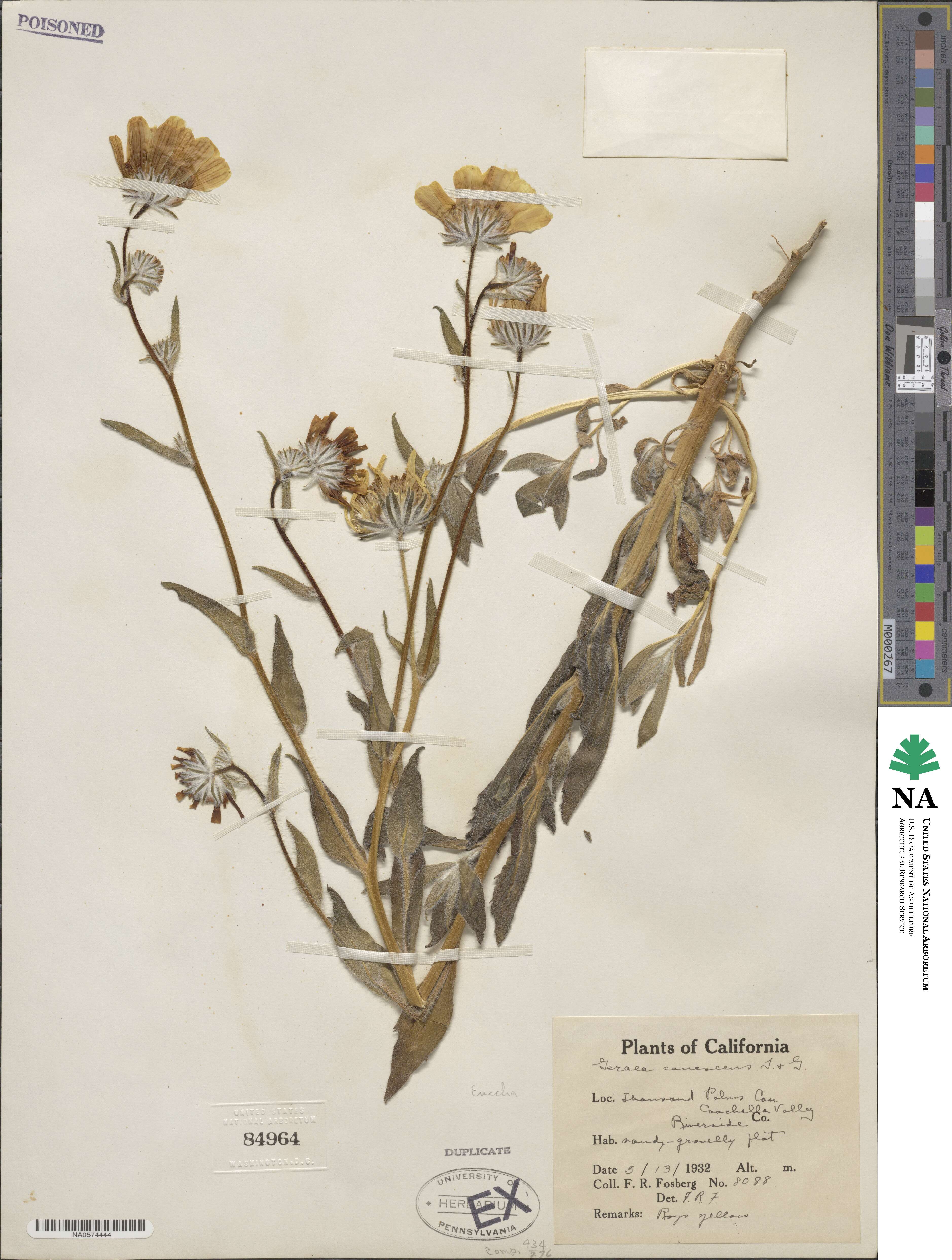 Geraea canescens image