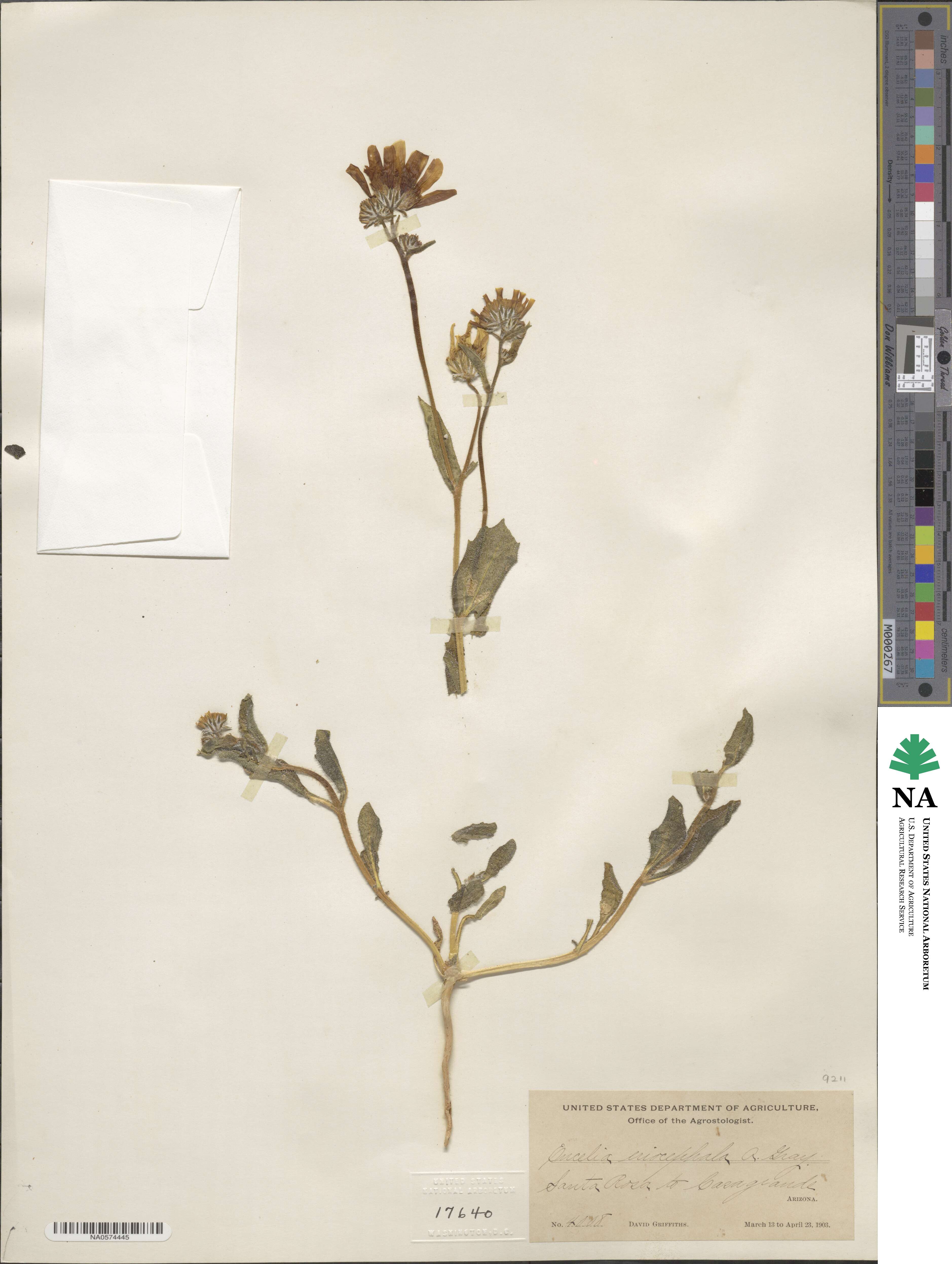 Geraea canescens image