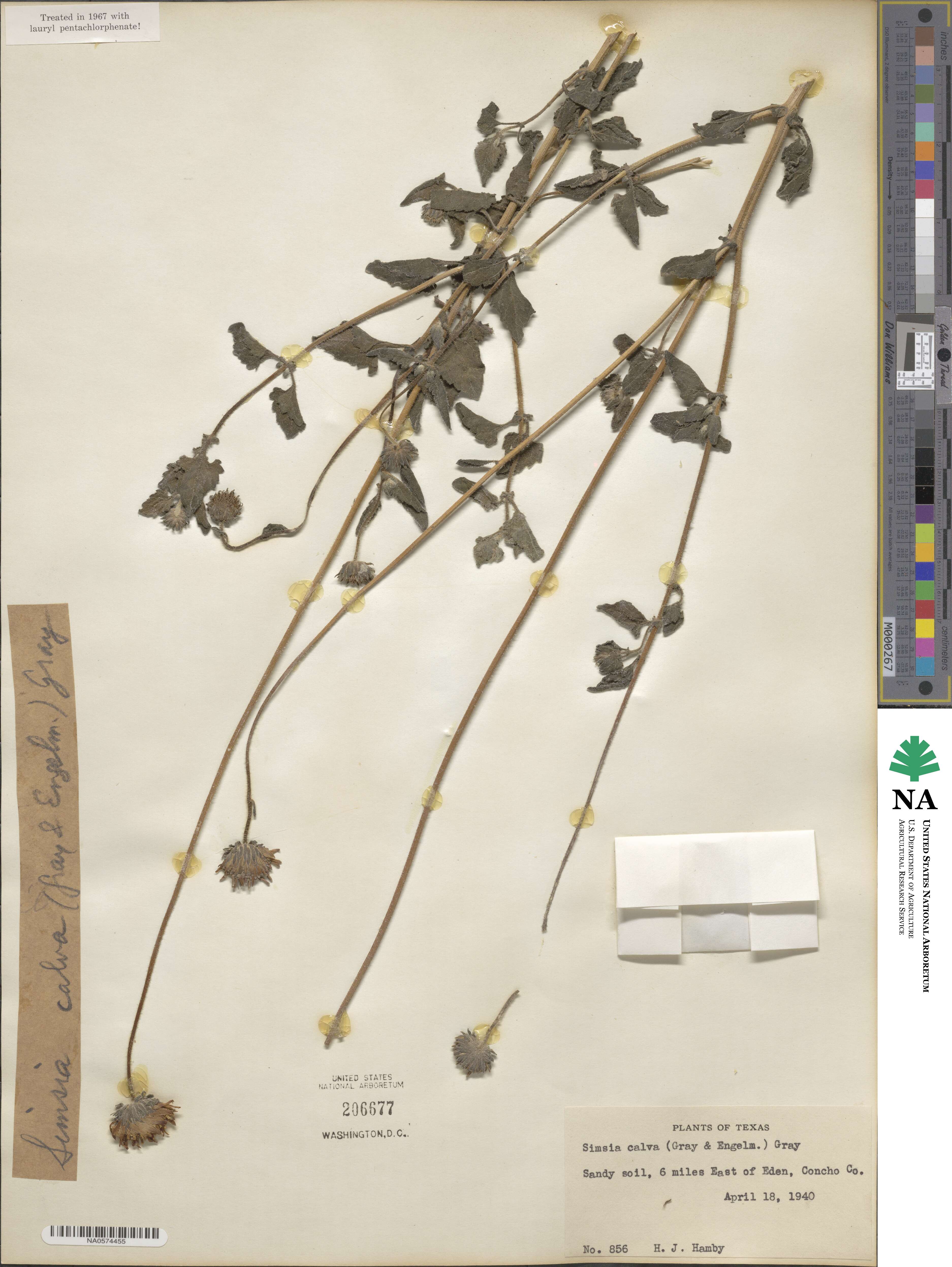 Simsia calva image