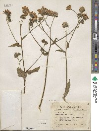 Simsia amplexicaulis image