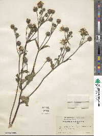 Simsia amplexicaulis image