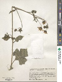 Simsia amplexicaulis image