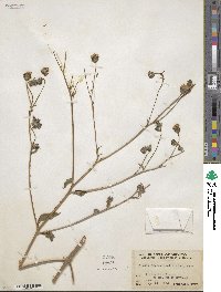 Simsia amplexicaulis image