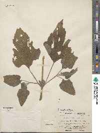Image of Simsia eurylepis