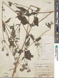 Simsia eurylepis image