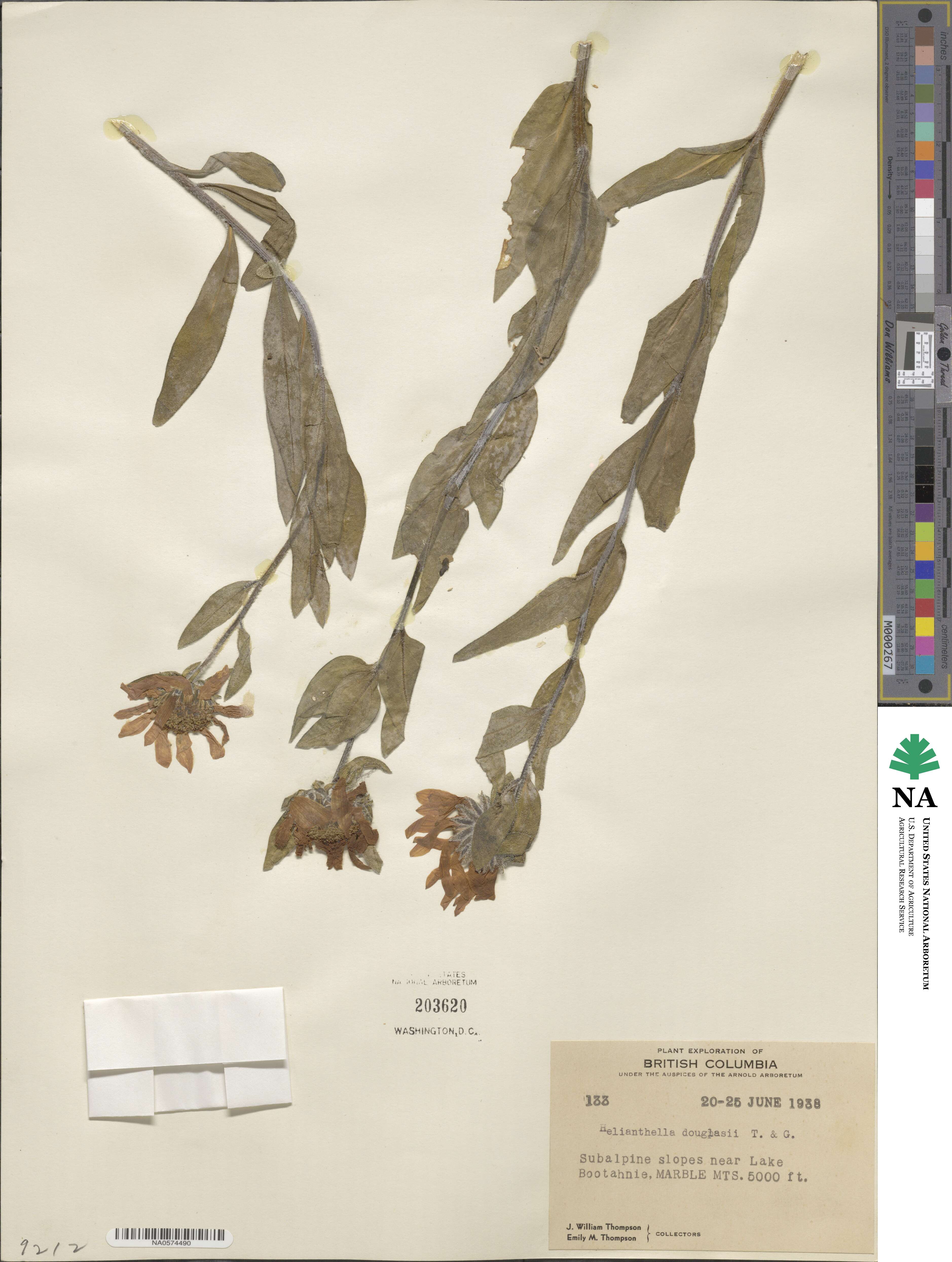 Helianthella uniflora image