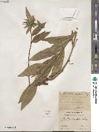 Helianthella uniflora image