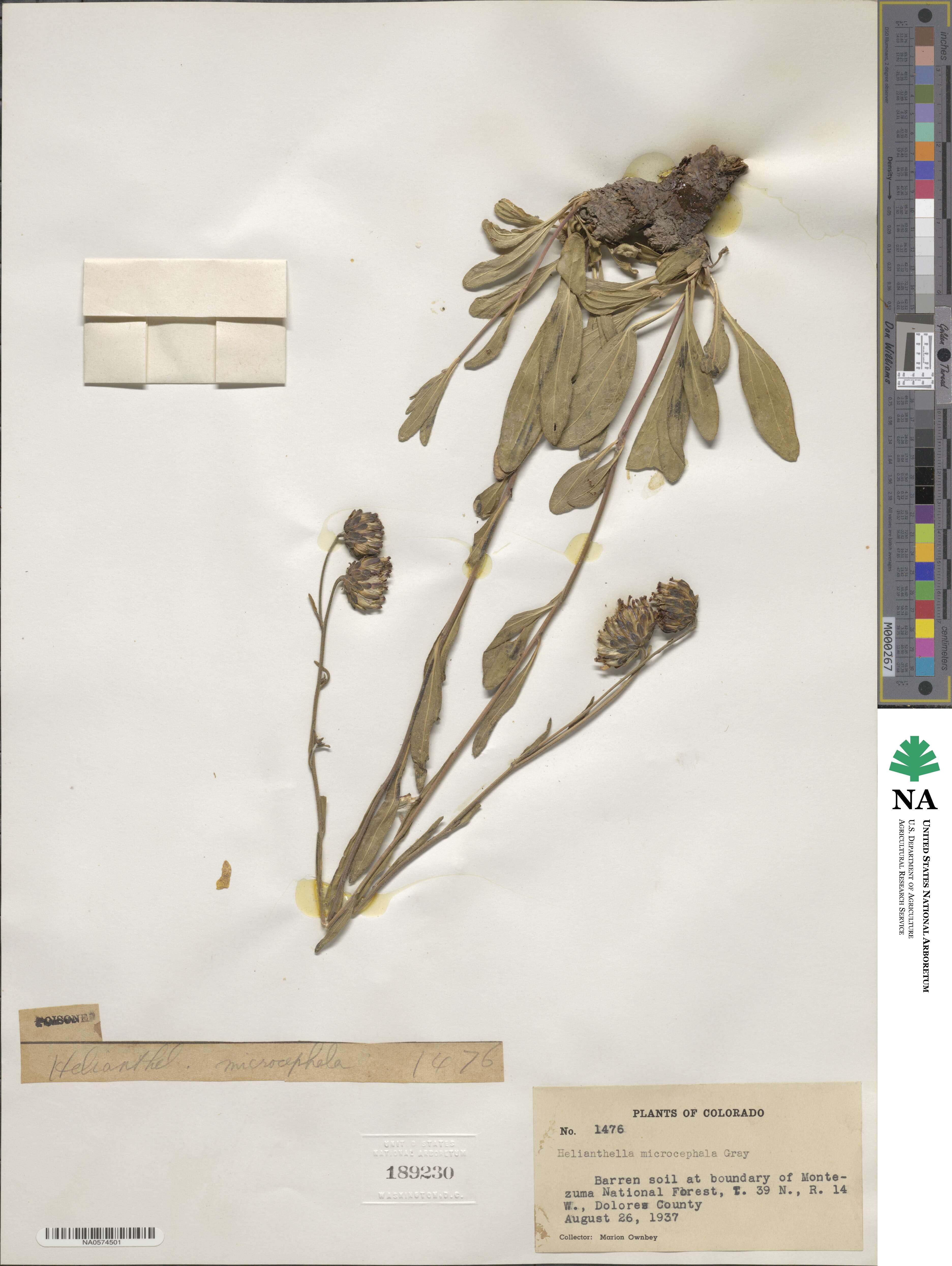 Helianthella microcephala image
