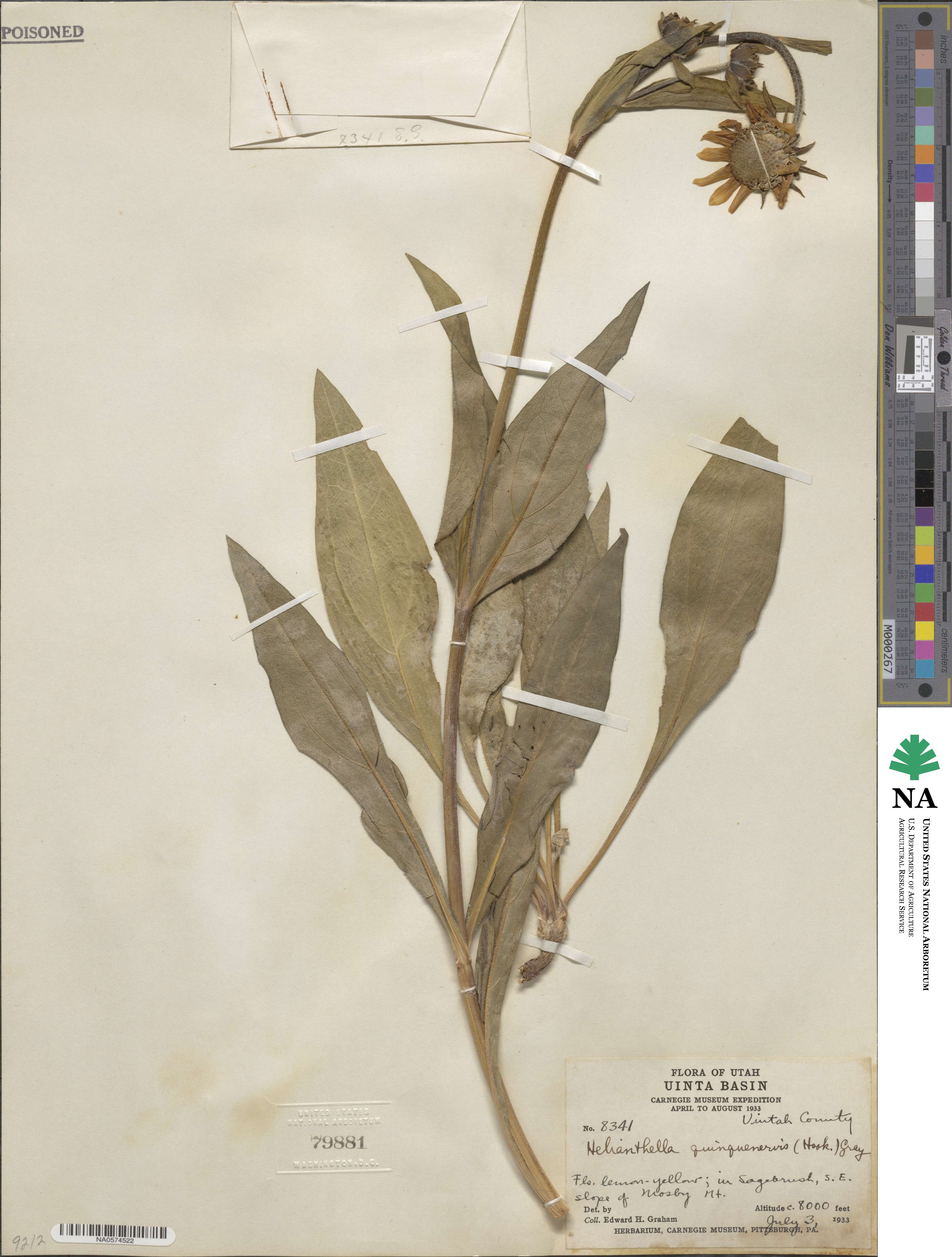 Helianthella quinquenervis image