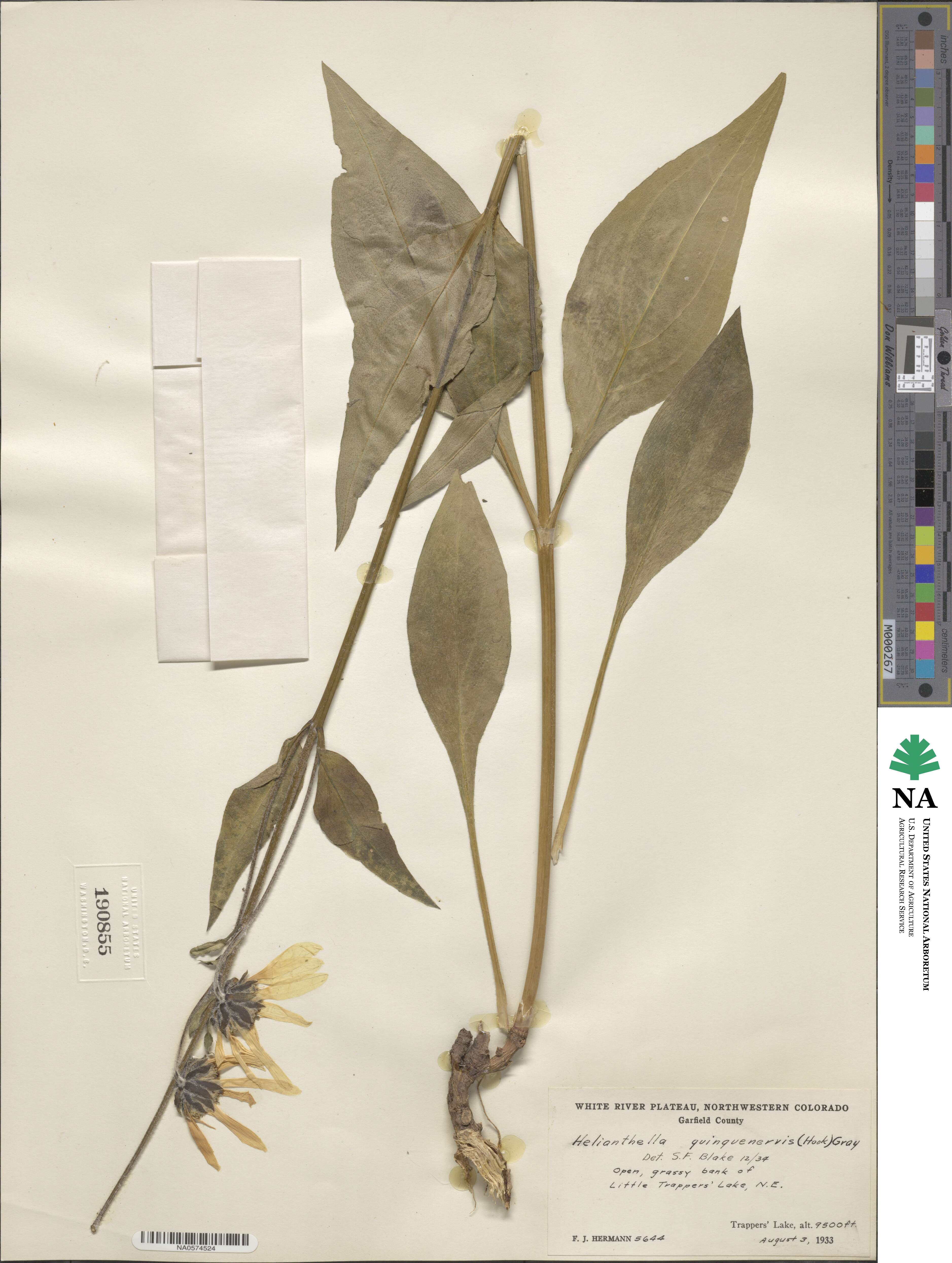 Helianthella quinquenervis image