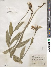 Helianthella uniflora image