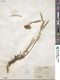 Helianthella uniflora image