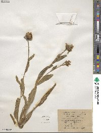 Helianthella uniflora image