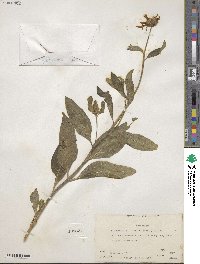 Helianthella uniflora image