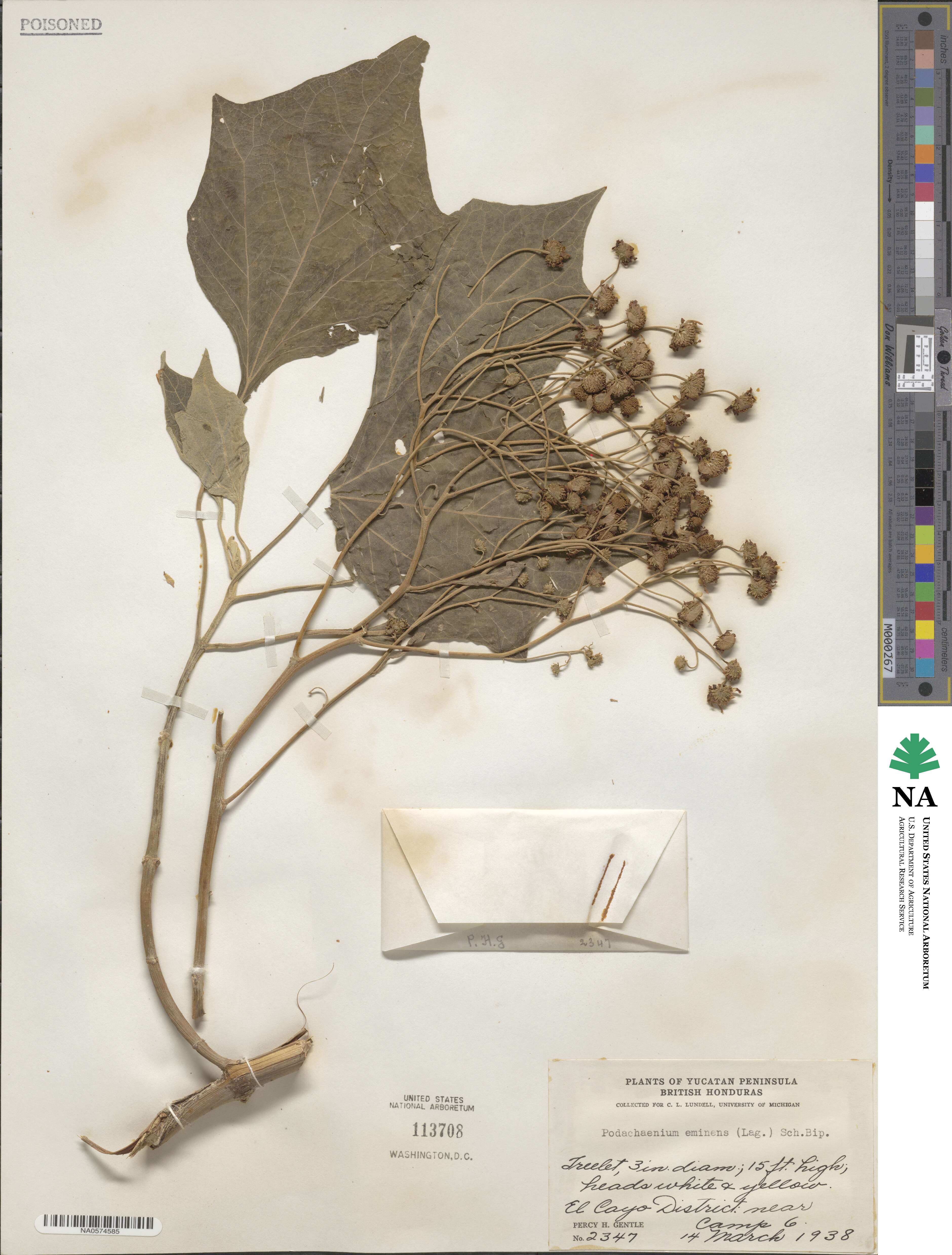 Podachaenium image