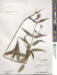 Verbesina alternifolia image