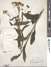 Verbesina alternifolia image