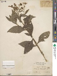 Verbesina alternifolia image