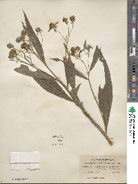 Verbesina alternifolia image