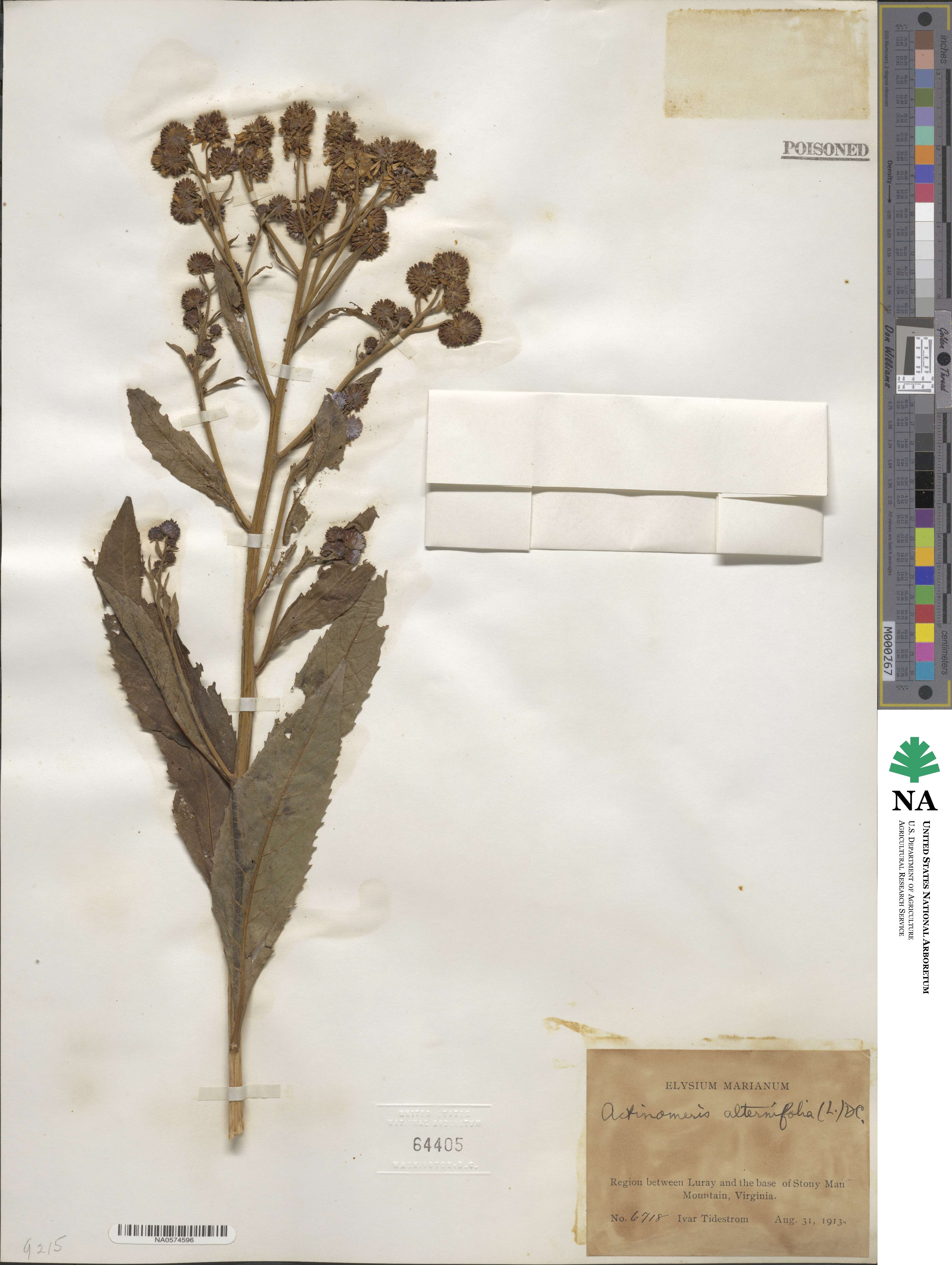 Verbesina alternifolia image