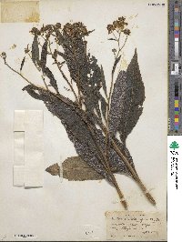 Verbesina alternifolia image