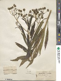 Verbesina alternifolia image