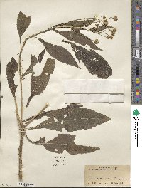 Verbesina alternifolia image