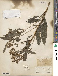 Verbesina alternifolia image