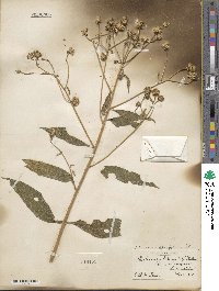 Verbesina alternifolia image