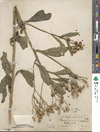 Verbesina alternifolia image