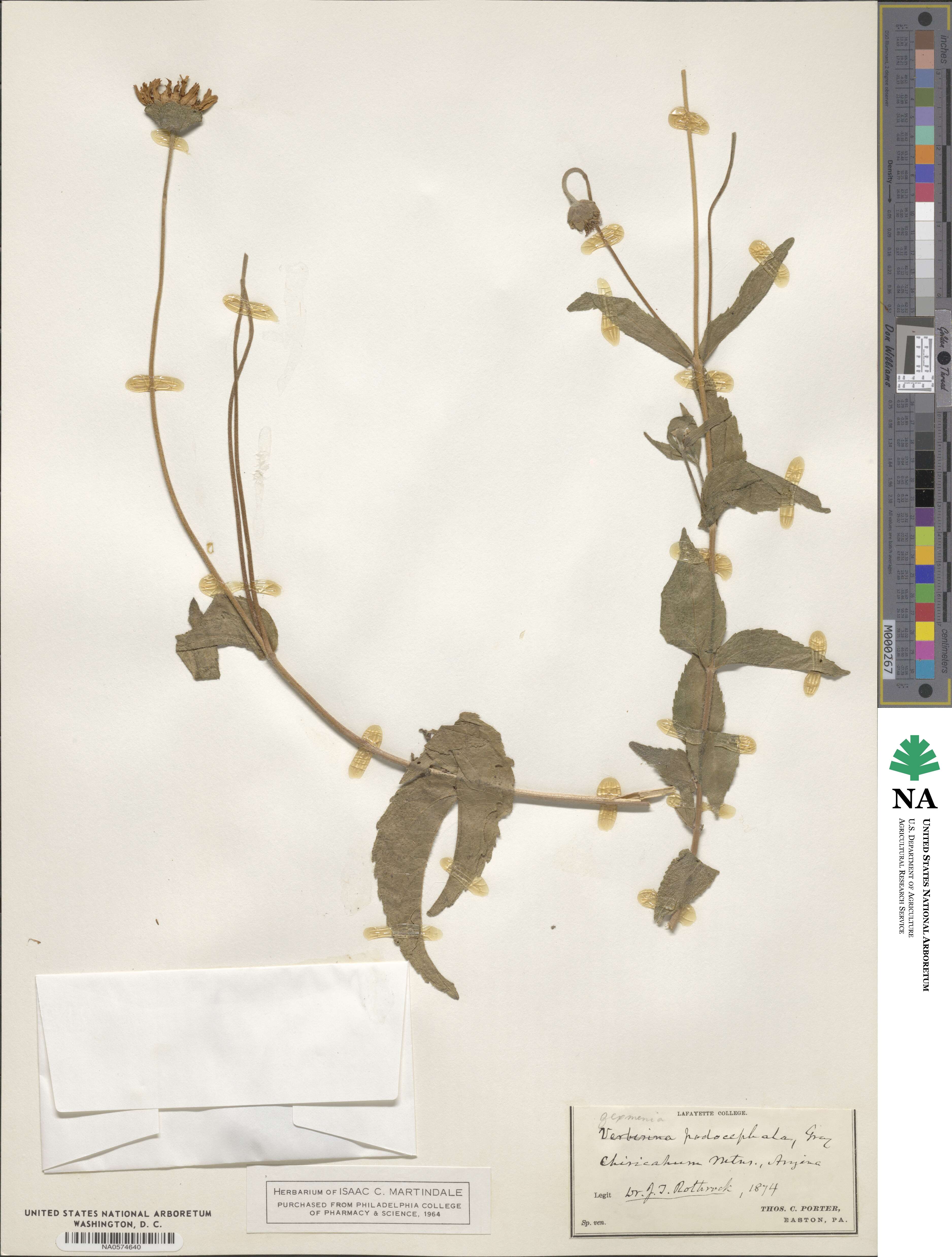 Lasianthaea podocephala image