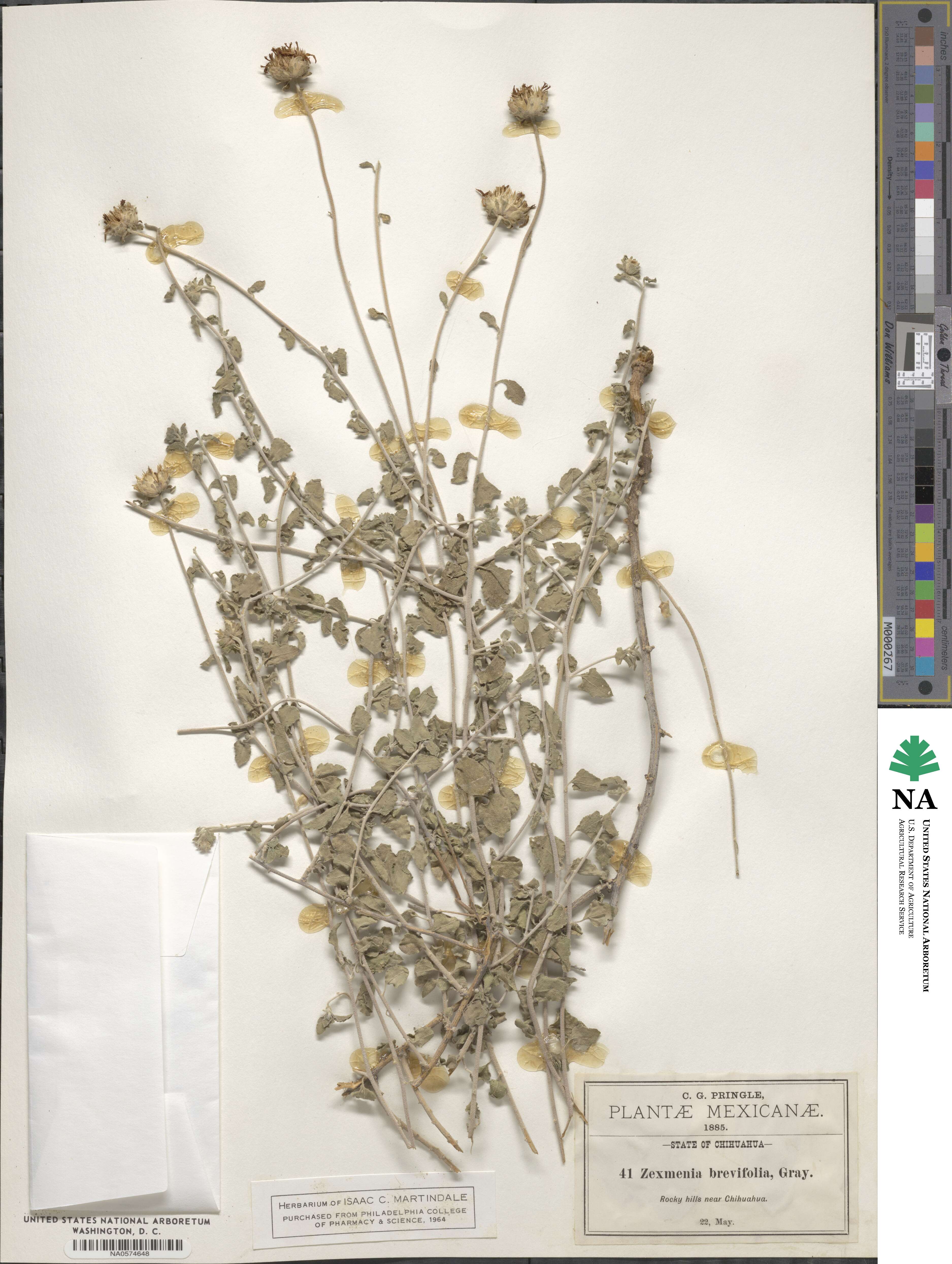 Jefea brevifolia image