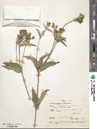 Lasianthaea ceanothifolia image