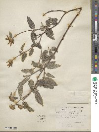 Jefea lantanifolia image