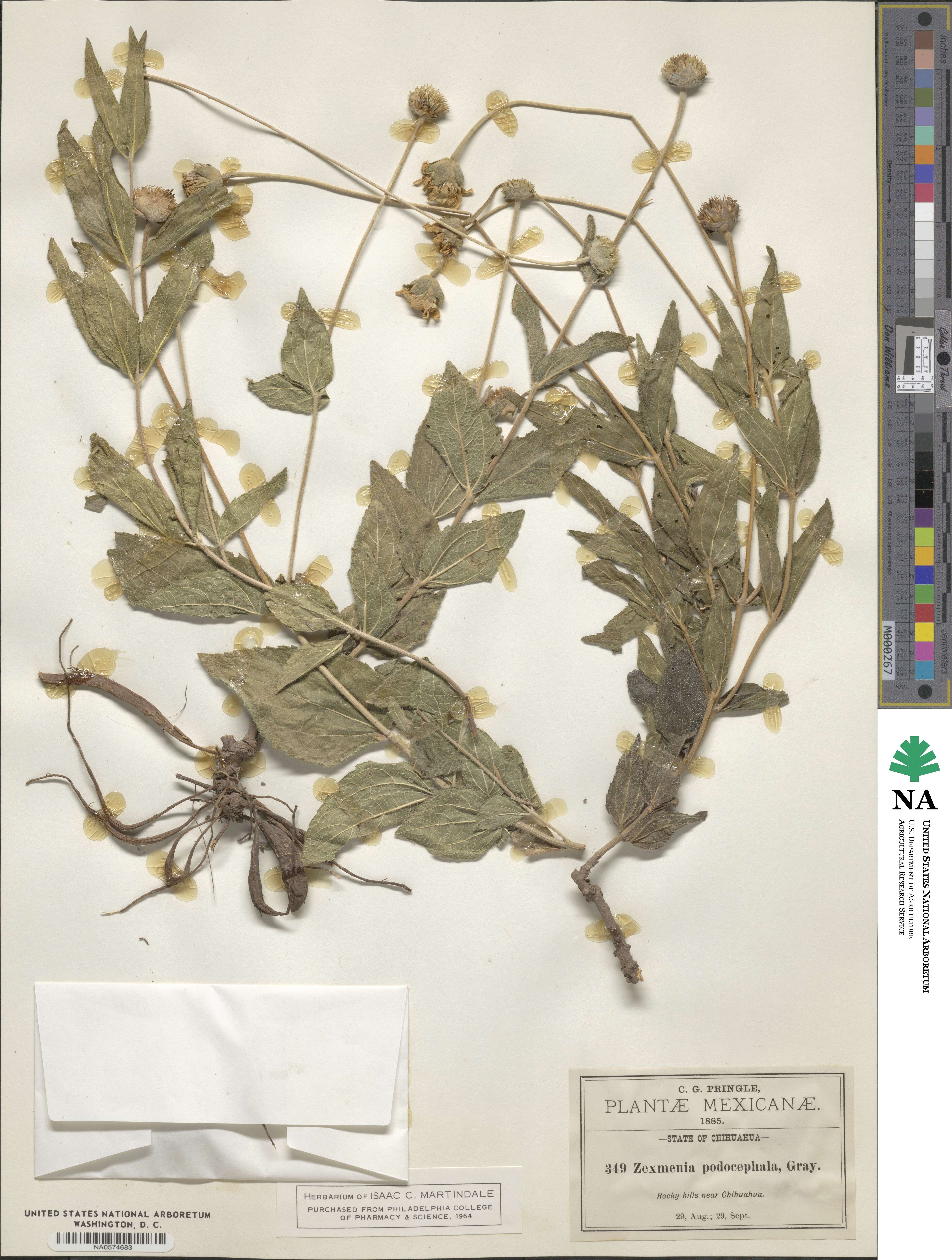 Lasianthaea podocephala image