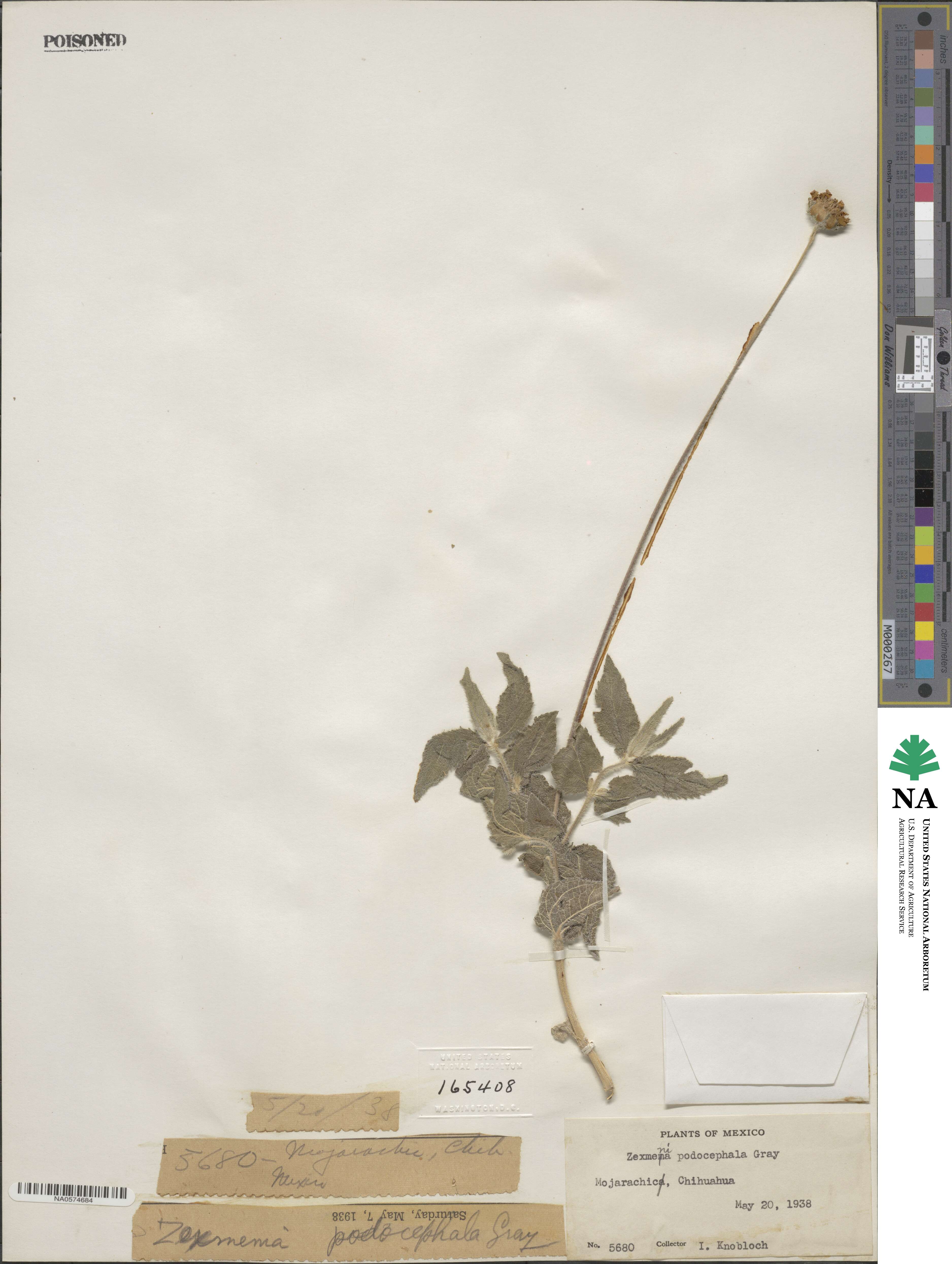Lasianthaea podocephala image