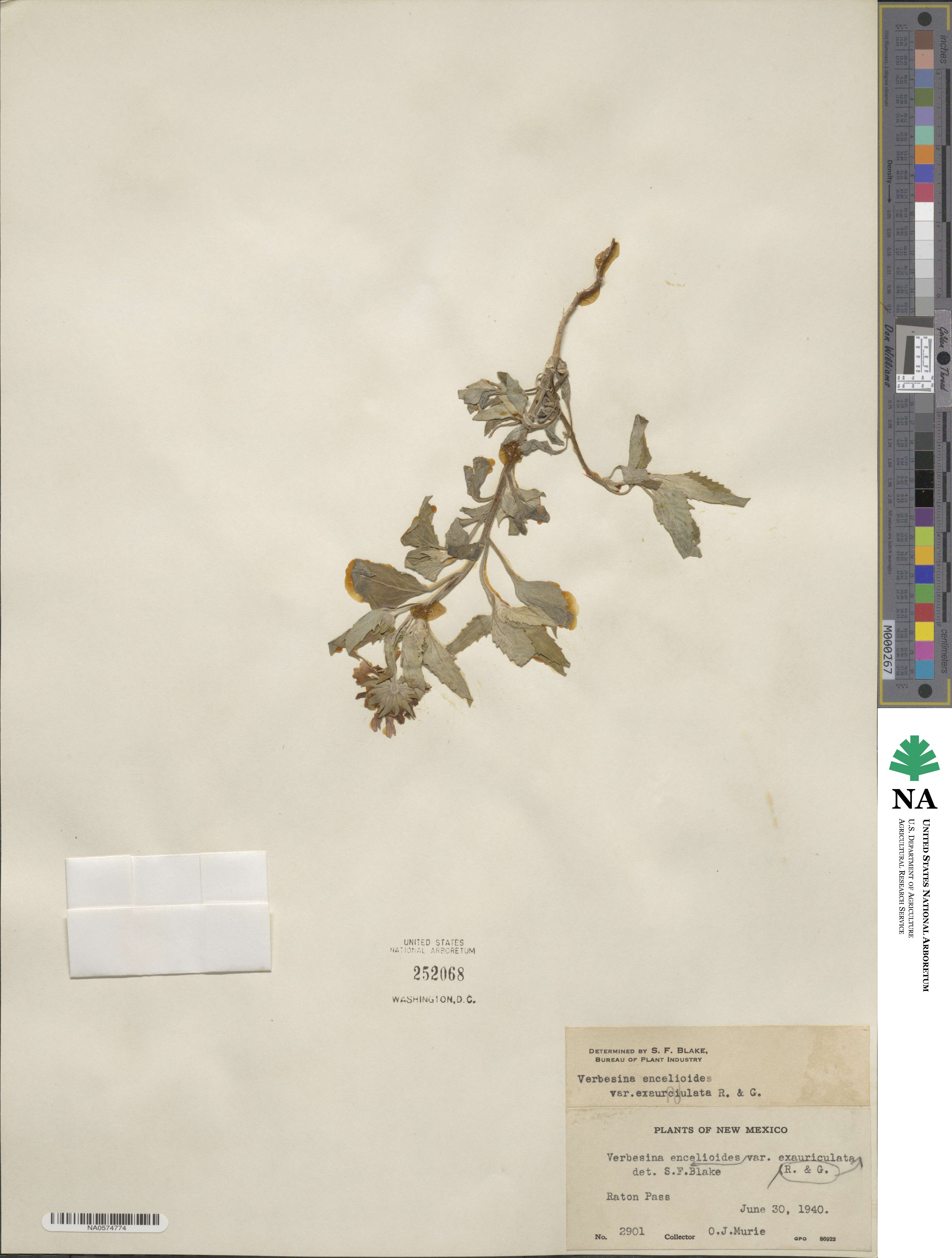 Verbesina encelioides image