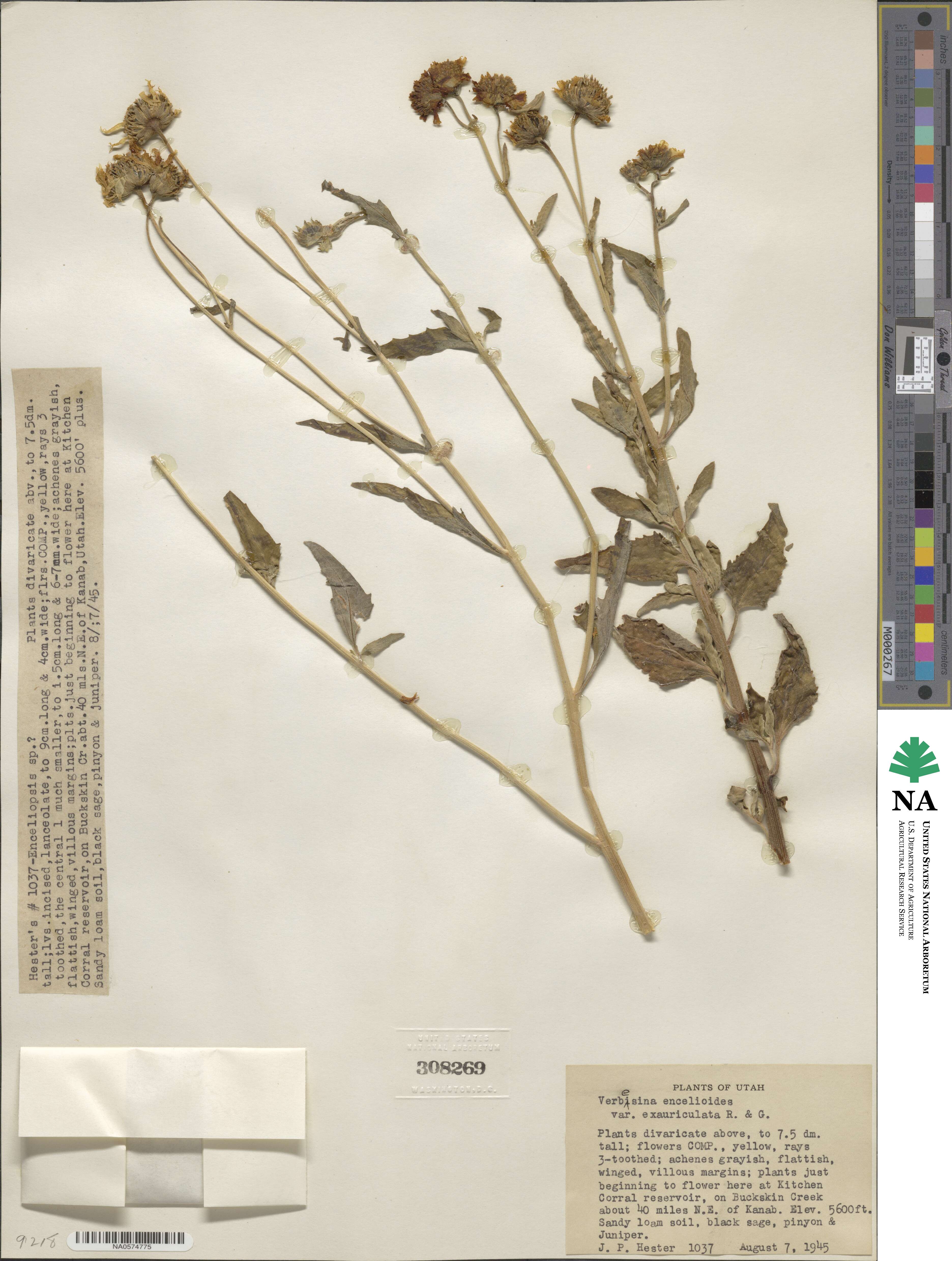 Verbesina encelioides image