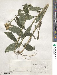 Verbesina helianthoides image